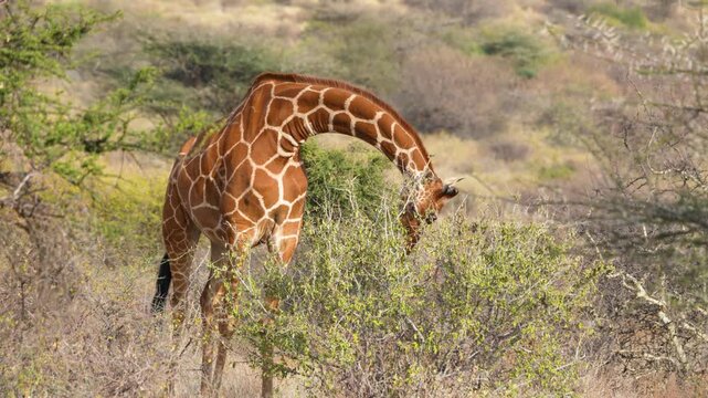A stunning wild giraffe raises its head and stares at the camera after feeding on leaves in the African savanna of Samburu National Reserve Kenya.
