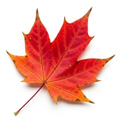 Obraz premium Single Vibrant Red and Orange Maple Leaf with Prominent Veins on White Background