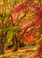 spectacular autumn colours on the trees in Wales UK