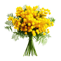 A bouquet of yellow mimosa flowers with green stems on a black background transparent background, png