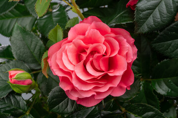 Vivid pink rose between lush plant greenery close up.