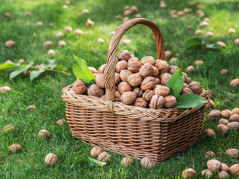 Harvest of walnuts in a wicker basket on green grass in the garden.