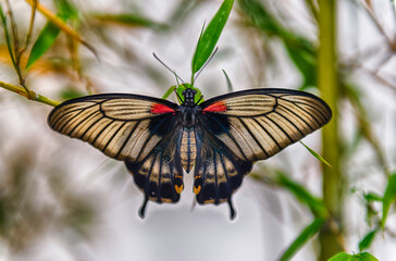 Papilio memnon,  tropical butterfly, standing on a leaf