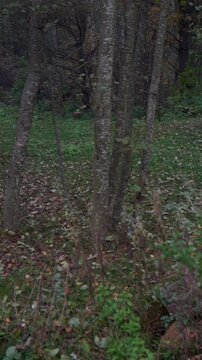 Autumn forest. View of dried bushes in a wild forest.
