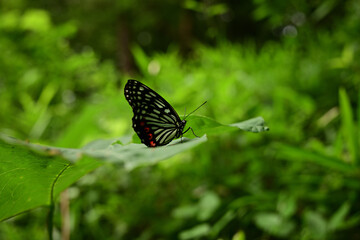 アカボシゴマダラ（特定外来生物、夏型、葉にとまる）