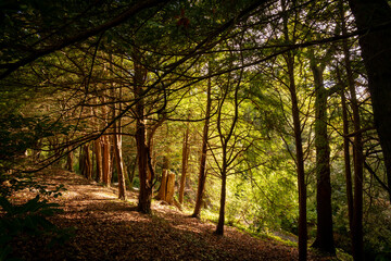 spectacular autumn colours on the trees in Wales UK