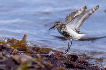 dunlin