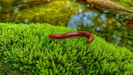 millipede on green moss