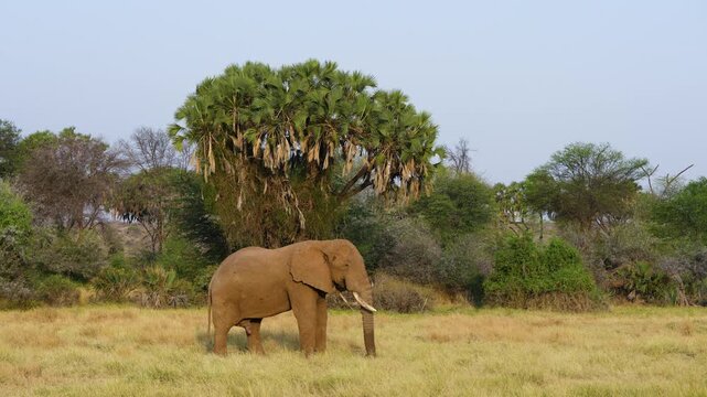A large African elephant uses its curled trunk to graze on the green grass of the savanna in Samburu National Reserve Kenya. Background features a doum palm tree.