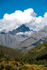 High mountain forest scenery in the Qinghai Tibet Plateau region