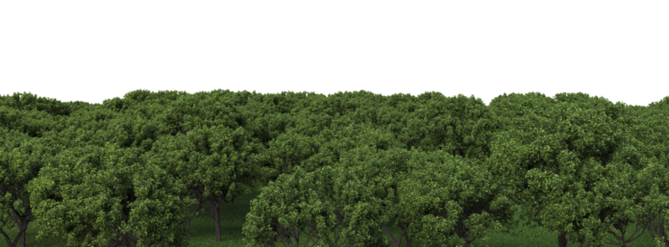 Tree top view on transparent background