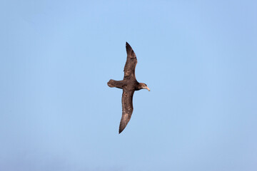 Falkland Islands Albatross in flight on a cloudy winter day