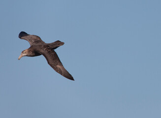 Falkland Islands Albatross in flight on a cloudy winter day