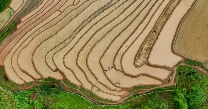 Hmong farmers prepare their fields and plant rice on terraced fields in Mu Cang Chai, Yen Bai. Photo taken in Yen Bai on June 22, 2025.