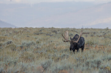 Bull Moose in Autumn in Grand Teton National Park Wyoming