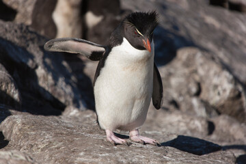 Fototapeta premium Falkland Islands snares crested penguin on a cloudy winter day