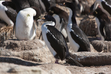 Falkland Islands loon on a cloudy winter day