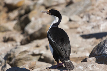 Falkland Islands loon on a cloudy winter day