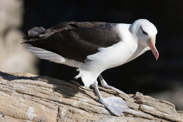 Falkland Islands Albatross close-up