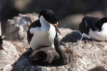 Falkland Islands loon on a cloudy winter day