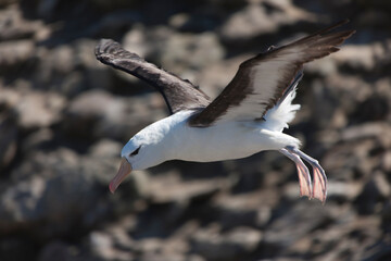 Falkland Islands Albatross close-up