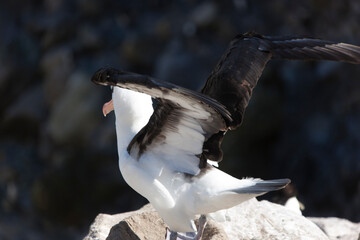 Falkland Islands Albatross close-up