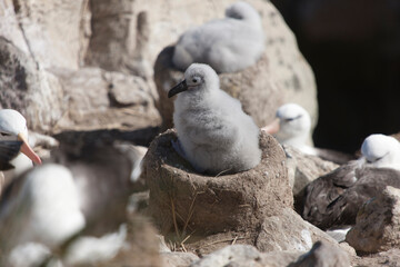 A Falkland Islands Adelie penguin on a cloudy winter day