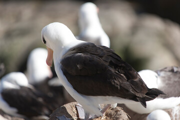 Falkland Islands Albatross close-up