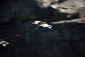 Falkland Islands Albatross in flight on a cloudy winter day