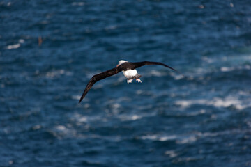 Falkland Islands Albatross in flight on a cloudy winter day