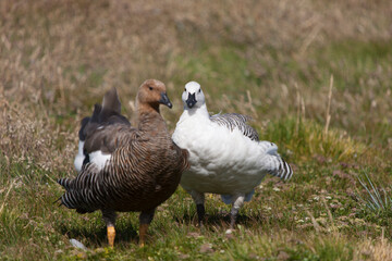 Falkland Islands wild goose on a cloudy winter day