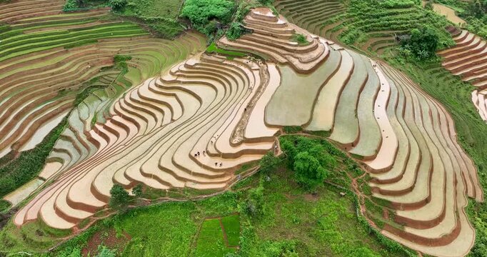 Hmong farmers prepare their fields and plant rice on terraced fields in Mu Cang Chai, Yen Bai. Photo taken in Yen Bai on June 22, 2025.	
