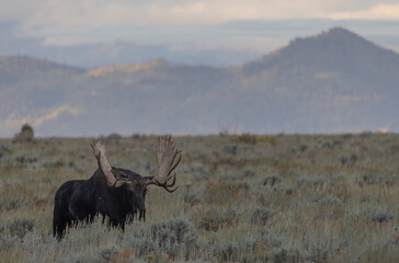 Bull Moose in Autumn in Grand Teton National Park Wyoming