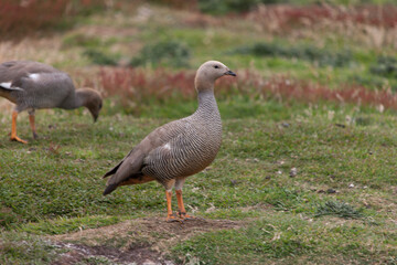Falkland Islands wild goose on a cloudy winter day