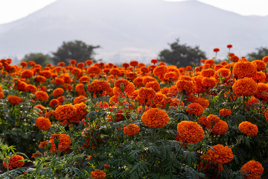 cempas&uacute;chil, flor de cempas&uacute;chil, campo de cempas&uacute;chil, flores de cempas&uacute;chil, flor de muerto, flor tradicional mexicana, d&iacute;a de muertos, naturaleza, campo mexicano, paisaje, paisaje mexicano, monta&ntilde;a