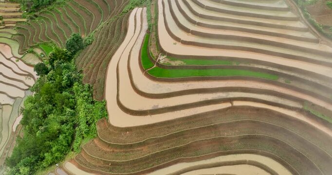 Hmong farmers prepare their fields and plant rice on terraced fields in Mu Cang Chai, Yen Bai. Photo taken in Yen Bai on June 22, 2025.	
