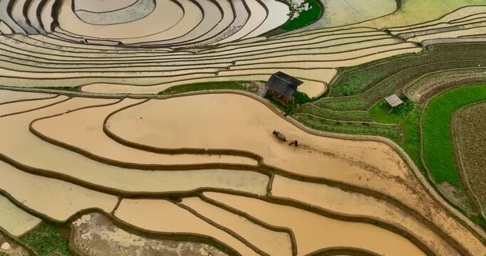 Hmong farmers prepare their fields and plant rice on terraced fields in Mu Cang Chai, Yen Bai. Photo taken in Yen Bai on June 22, 2025.	
