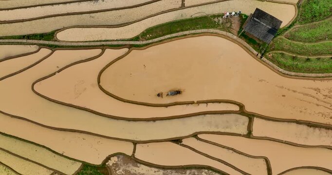 Hmong farmers prepare their fields and plant rice on terraced fields in Mu Cang Chai, Yen Bai. Photo taken in Yen Bai on June 22, 2025.	
