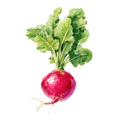 A watercolor painting of a radish with green leaves