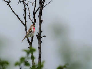 Common redpoll perched on a birch twig in Lapland, Sweden