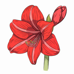 Vibrant Red Amaryllis Flower Blossom with Bud and Detailed Stamen Floral Beauty Illustration Isolated on White Background