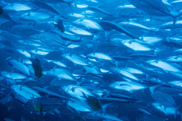School of bigeye trevally on Koh Tao, Thailand