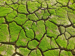 Photo of hand with cracked ground background.