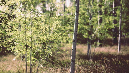 Sunlight streams through the trees, casting gentle shadows on the forest floor. Young leaves sway softly in the breeze, creating a peaceful atmosphere in natures embrace.