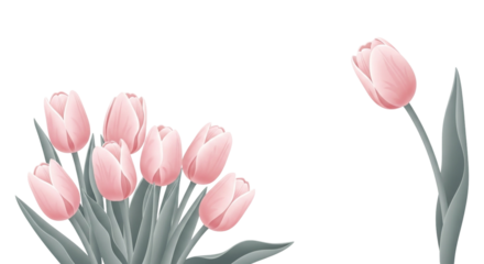 A beautiful bouquet of pink tulips isolated on transparent background, a symbol of spring and new beginnings