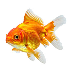 A vibrant goldfish swimming gracefully, isolated on transparent background, showcasing its golden scales and flowing fins