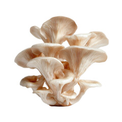 A large mushroom with many small mushrooms growing off of it