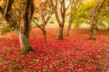 spectacular autumn colours on the trees in Wales UK