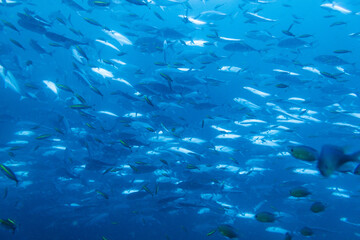 School of bigeye trevally on Koh Tao, Thailand