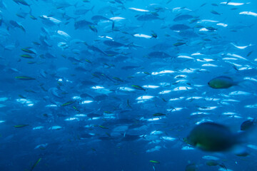 School of bigeye trevally on Koh Tao, Thailand